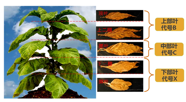 煙葉怎么分級？煙葉分級原理和方法