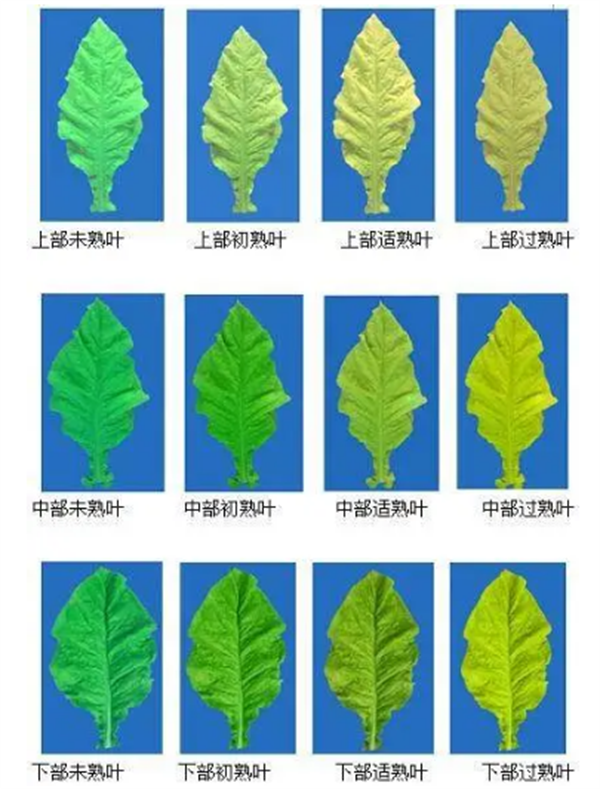 煙葉怎么分級？煙葉分級原理和方法2